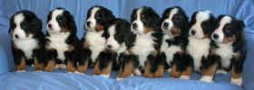 Pups2Day42.jpg