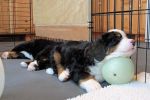 Filename=Pups5_Weeks_Old_006.jpg
Filesize=117KiB
Dimensions=1200x800
Date added=Dec 04, 2013 Pups5_Weeks_Old_006.jpg