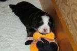 Filename=PupsDay20sf_008.jpg
Filesize=107KiB
Dimensions=1200x800
Date added=Nov 12, 2013 PupsDay20sf_008.jpg