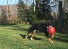Filename=PupsDay25-7.jpg
Filesize=188KiB
Dimensions=907x654
Date added=Oct 25, 2007 PupsDay25-7.jpg