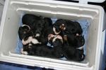 Filename=PupsInCoolerDay10.jpg
Filesize=78KiB
Dimensions=389x259
Date added=Nov 18, 2010 PupsInCoolerDay10.jpg