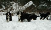 Filename=PupsInSnowDay48.jpg
Filesize=77KiB
Dimensions=648x388
Date added=Dec 22, 2010 PupsInSnowDay48.jpg