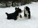 Filename=PupsInSnowDay48_1.jpg
Filesize=79KiB
Dimensions=648x480
Date added=Dec 22, 2010 PupsInSnowDay48_1.jpg