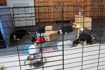 Filename=PupsSleeping015.jpg
Filesize=107KiB
Dimensions=1200x800
Date added=Dec 02, 2013 PupsSleeping015.jpg