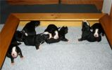 Filename=PupsWalkingDay13.jpg
Filesize=61KiB
Dimensions=251x157
Date added=Nov 18, 2010 PupsWalkingDay13.jpg