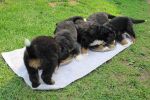Filename=Pups_Eating013.jpg
Filesize=104KiB
Dimensions=1200x800
Date added=Jul 25, 2014 Pups_Eating013.jpg