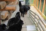 Filename=Pups_going_into_yard005.jpg
Filesize=91KiB
Dimensions=1200x800
Date added=Jul 25, 2014 Pups_going_into_yard005.jpg