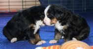 Filename=Pupsday21-3.JPG
Filesize=63KiB
Dimensions=830x439
Date added=Oct 22, 2007 Pupsday21-3.JPG