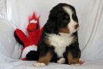 Filename=RandolphDay_36_075.jpg
Filesize=95KiB
Dimensions=1200x800
Date added=Jul 18, 2014 RandolphDay_36_075.jpg