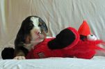 Filename=Randolph_Day15_031.jpg
Filesize=99KiB
Dimensions=2210x1456
Date added=Jun 27, 2014 Randolph_Day15_031.jpg