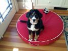 Filename=Riffie3months.jpg
Filesize=123KiB
Dimensions=640x480
Date added=Feb 08, 2013 Riffie3months.jpg
