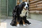 Filename=Ripley_Nursing010.jpg
Filesize=98KiB
Dimensions=1200x800
Date added=Jul 25, 2014 Ripley_Nursing010.jpg