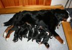 Filename=Ripley_and_Puppies_Day_8.jpg
Filesize=89KiB
Dimensions=817x567
Date added=Nov 12, 2010 Ripley_and_Puppies_Day_8.jpg