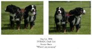 Filename=Rowdy_and_Mac_Brace_Test.JPG
Filesize=48KiB
Dimensions=781x423
Date added=Dec 04, 2004 Rowdy_and_Mac_Brace_Test.JPG