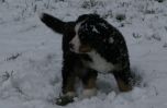 Filename=SabbadayFirstSnow2.jpg
Filesize=50KiB
Dimensions=748x490
Date added=Nov 16, 2007 SabbadayFirstSnow2.jpg