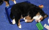 Filename=Stuffed1.jpg
Filesize=84KiB
Dimensions=848x520
Date added=Nov 13, 2007 Stuffed1.jpg