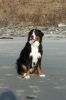 Filename=SusieCGC.JPG
Filesize=176KiB
Dimensions=425x640
Date added=May 14, 2006 SusieCGC.JPG