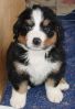 Filename=SweetAdams.jpg
Filesize=89KiB
Dimensions=646x946
Date added=Feb 18, 2006 SweetAdams.jpg