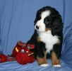 Filename=TenneyDay49.jpg
Filesize=76KiB
Dimensions=648x635
Date added=Dec 23, 2010 TenneyDay49.jpg