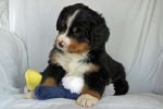 Filename=ThorntonDay_36_039.jpg
Filesize=92KiB
Dimensions=1200x800
Date added=Jul 18, 2014 ThorntonDay_36_039.jpg