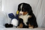 Filename=ThorntonDay_36_048.jpg
Filesize=107KiB
Dimensions=1200x800
Date added=Jul 18, 2014 ThorntonDay_36_048.jpg