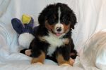 Filename=ThorntonDay_49_042.jpg
Filesize=97KiB
Dimensions=1200x800
Date added=Aug 01, 2014 ThorntonDay_49_042.jpg