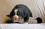 Filename=Thornton_Day15_021.jpg
Filesize=108KiB
Dimensions=2328x1486
Date added=Jun 27, 2014 Thornton_Day15_021.jpg