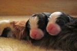 Filename=Town_Puppies_Day_3_002.jpg
Filesize=90KiB
Dimensions=1200x800
Date added=Jun 16, 2014 Town_Puppies_Day_3_002.jpg
