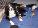 Filename=Week3.1.jpg
Filesize=105KiB
Dimensions=800x600
Date added=Dec 09, 2004 Week3.1.jpg
