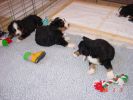 Filename=Week4WAL.jpg
Filesize=100KiB
Dimensions=800x600
Date added=Feb 09, 2006 Week4WAL.jpg