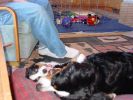 Filename=Week8LoganandKessie.jpg
Filesize=95KiB
Dimensions=800x600
Date added=Mar 08, 2006 Week8LoganandKessie.jpg