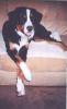 Filename=Wet_dog-sweet_comforts-1.JPG
Filesize=145KiB
Dimensions=370x600
Date added=Dec 16, 2005 Wet_dog-sweet_comforts-1.JPG
