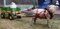 Filename=bromleywithwagon.JPG
Filesize=83KiB
Dimensions=755x365
Date added=Sep 03, 2009 bromleywithwagon.JPG