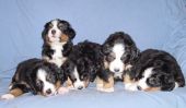 Filename=fabfive2.jpg
Filesize=58KiB
Dimensions=763x448
Date added=Feb 18, 2006 fabfive2.jpg