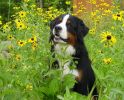 Filename=gJinFlowers.JPG
Filesize=93KiB
Dimensions=587x471
Date added=Nov 02, 2005 gJinFlowers.JPG