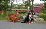 Filename=gLittletonFarmersMarket.JPG
Filesize=57KiB
Dimensions=484x310
Date added=Nov 02, 2005 gLittletonFarmersMarket.JPG