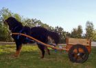 Filename=sfA_new_cart_for_Oliver.jpg
Filesize=109KiB
Dimensions=700x500
Date added=Jan 07, 2012 sfA_new_cart_for_Oliver.jpg