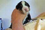 Filename=sfCave_Litter_16_Days_old_016.jpg
Filesize=107KiB
Dimensions=1200x800
Date added=Jul 12, 2015 sfCave_Litter_16_Days_old_016.jpg