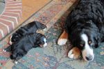 Filename=sfCave_Litter_16_Days_old_037.jpg
Filesize=108KiB
Dimensions=1200x800
Date added=Jul 12, 2015 sfCave_Litter_16_Days_old_037.jpg
