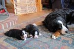 Filename=sfCave_Litter_16_Days_old_042.jpg
Filesize=106KiB
Dimensions=1200x800
Date added=Jul 12, 2015 sfCave_Litter_16_Days_old_042.jpg
