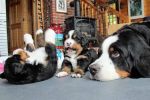 Filename=sfCave_Litter_4_Weeks_Old_005.jpg
Filesize=106KiB
Dimensions=1200x800
Date added=Jul 24, 2015 sfCave_Litter_4_Weeks_Old_005.jpg