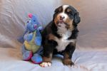 Filename=sfCave_Litter_4_Weeks_Old_022_-_Copy.jpg
Filesize=109KiB
Dimensions=1200x800
Date added=Jul 24, 2015 sfCave_Litter_4_Weeks_Old_022_-_Copy.jpg