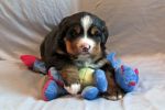 Filename=sfCave_Litter_4_Weeks_Old_025_-_Copy.jpg
Filesize=114KiB
Dimensions=1200x800
Date added=Jul 24, 2015 sfCave_Litter_4_Weeks_Old_025_-_Copy.jpg