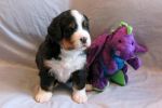 Filename=sfCave_Litter_4_Weeks_Old_032_-_Copy.jpg
Filesize=102KiB
Dimensions=1200x800
Date added=Jul 24, 2015 sfCave_Litter_4_Weeks_Old_032_-_Copy.jpg
