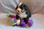 Filename=sfCave_Litter_4_Weeks_Old_037_-_Copy.jpg
Filesize=103KiB
Dimensions=1200x800
Date added=Jul 24, 2015 sfCave_Litter_4_Weeks_Old_037_-_Copy.jpg