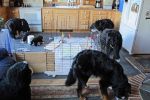 Filename=sfCave_Litter_Day_35_004.jpg
Filesize=95KiB
Dimensions=1200x800
Date added=Aug 02, 2015 sfCave_Litter_Day_35_004.jpg