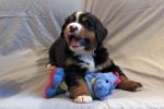 Filename=sfCave_Litter_Day_35_054.jpg
Filesize=101KiB
Dimensions=1200x800
Date added=Aug 02, 2015 sfCave_Litter_Day_35_054.jpg