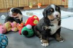 Filename=sfDay_31_006.jpg
Filesize=91KiB
Dimensions=1200x800
Date added=Jul 27, 2015 sfDay_31_006.jpg