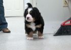 Filename=sfMPuppies122012_036.jpg
Filesize=97KiB
Dimensions=1081x772
Date added=Dec 21, 2012 sfMPuppies122012_036.jpg