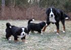 Filename=sfPuppies121712_002.jpg
Filesize=110KiB
Dimensions=1400x1000
Date added=Dec 17, 2012 sfPuppies121712_002.jpg